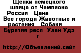 Щенки немецкого шпица от Чемпиона России › Цена ­ 50 000 - Все города Животные и растения » Собаки   . Бурятия респ.,Улан-Удэ г.